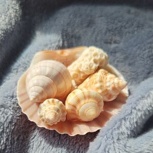 Assorted Peach & Cream Sea Shell Set